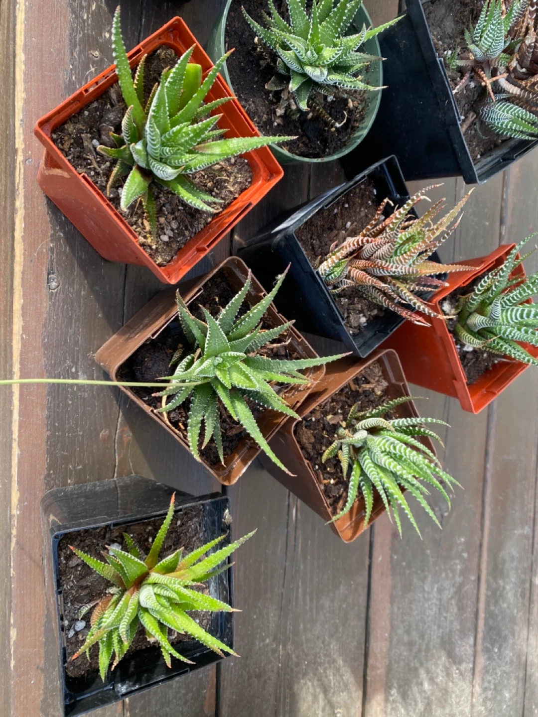 Zebra cacti- Haworthia Fasciata Succulent Plants - photo 5