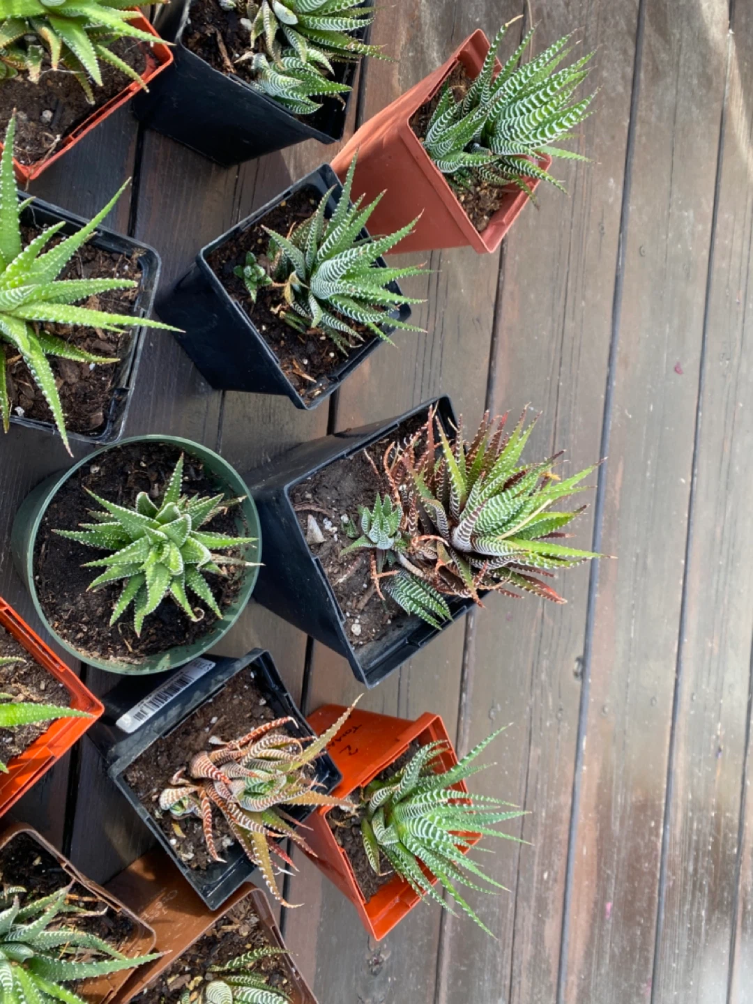 Zebra cacti- Haworthia Fasciata Succulent Plants - photo 4
