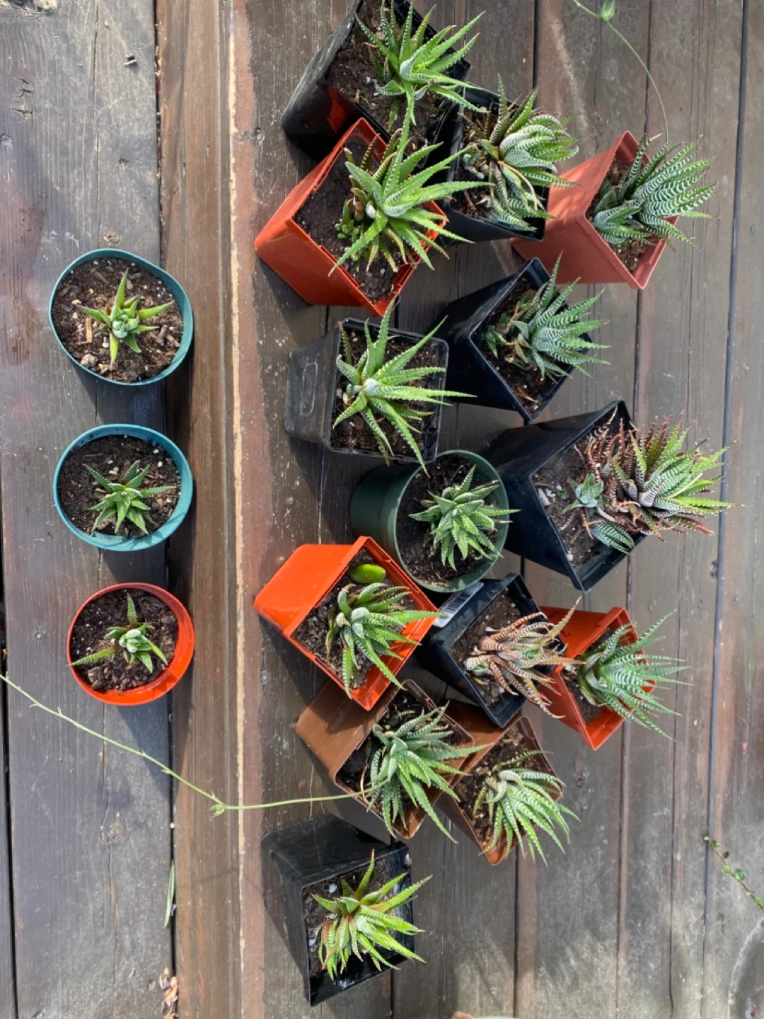 Zebra cacti- Haworthia Fasciata Succulent Plants