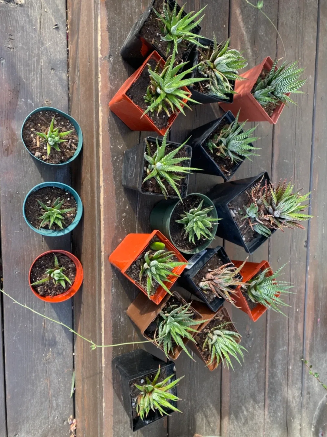 Zebra cacti- Haworthia Fasciata Succulent Plants thumbnail