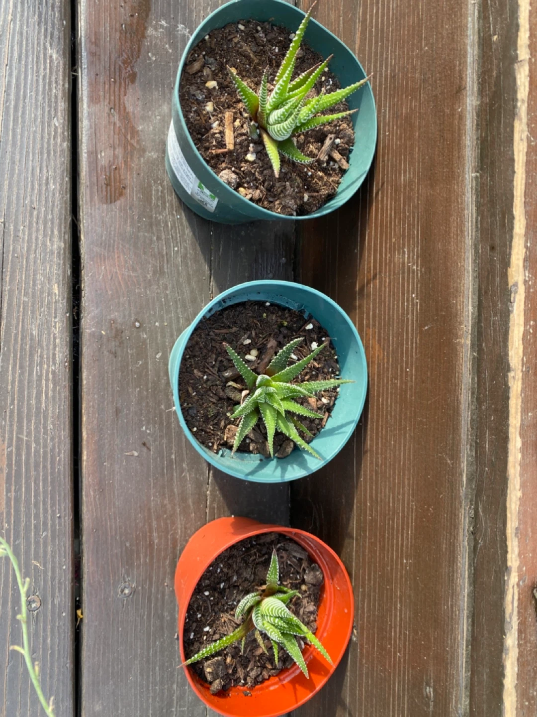 Zebra cacti- Haworthia Fasciata Succulent Plants - photo 2