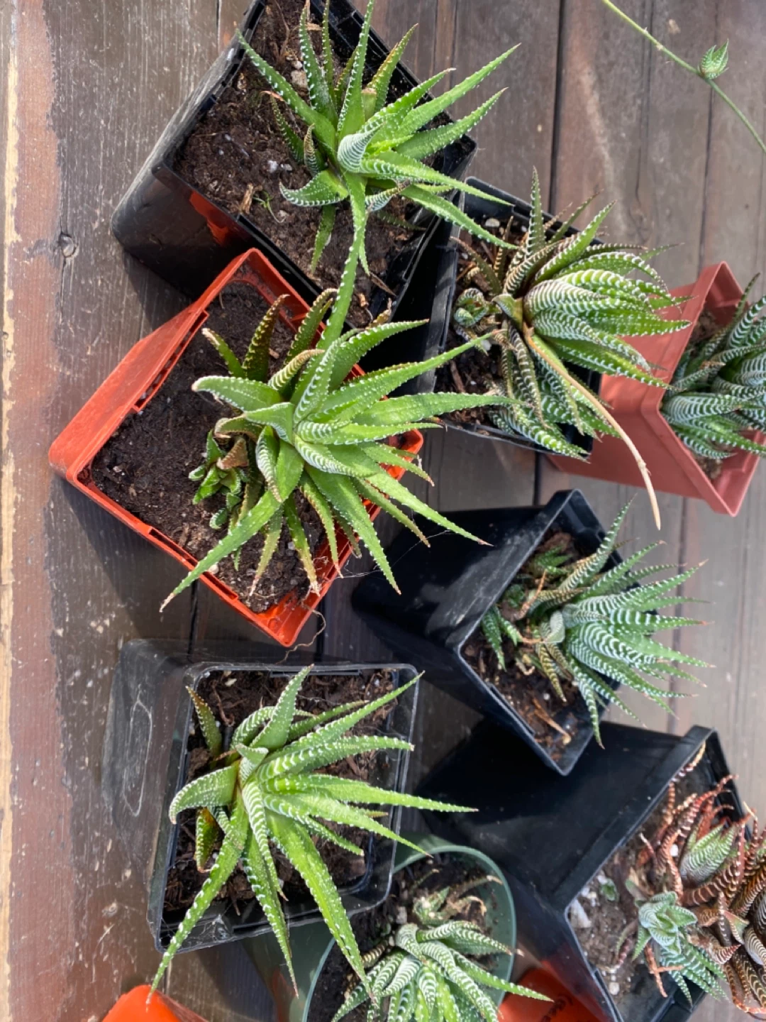 Zebra cacti- Haworthia Fasciata Succulent Plants - photo 3