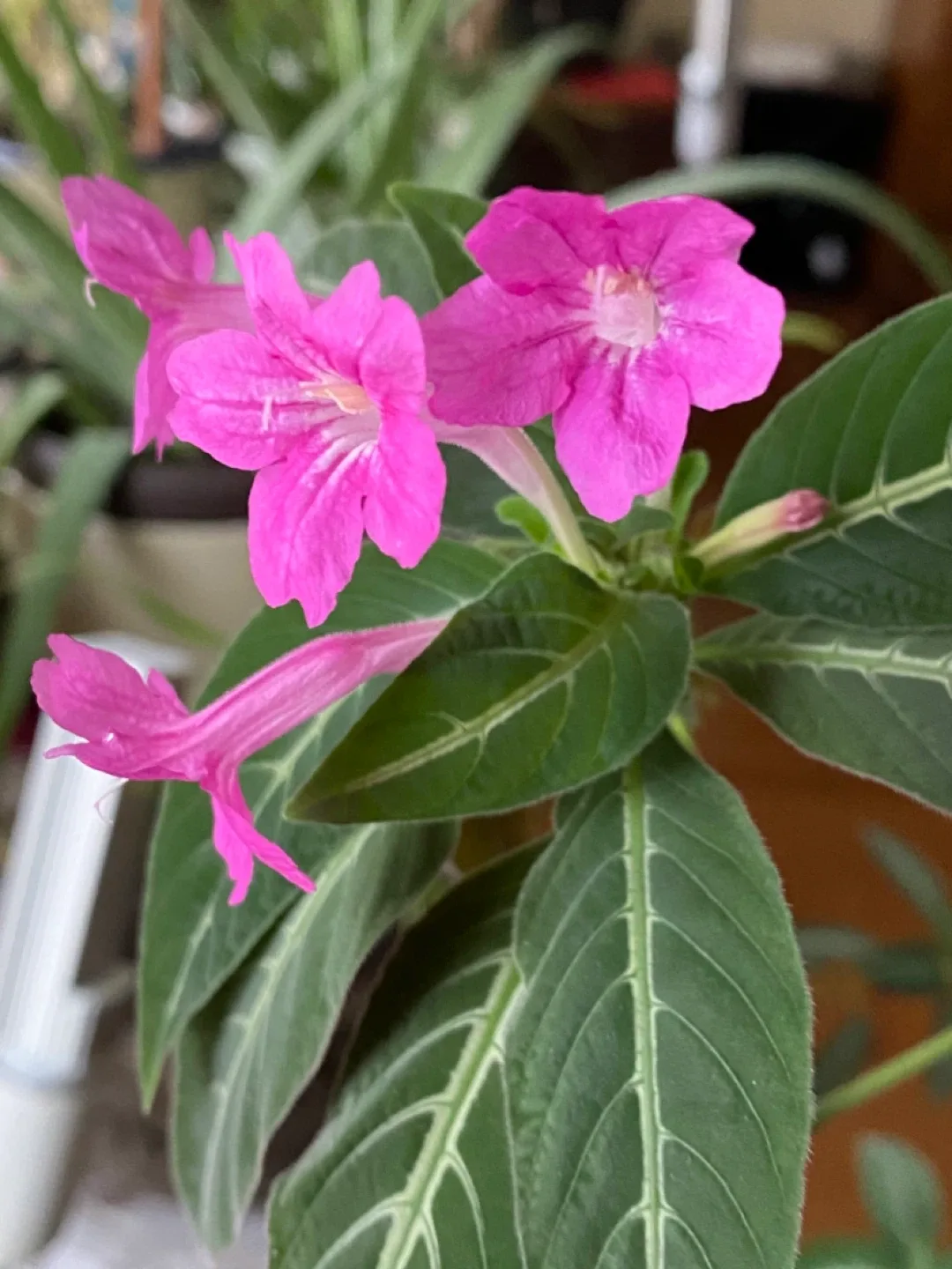 Pink velvet leaf or monkey Plant near WEM thumbnail