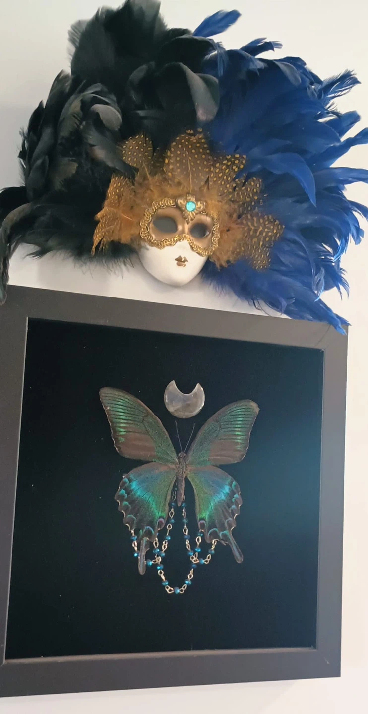 Framed Butterfly Art