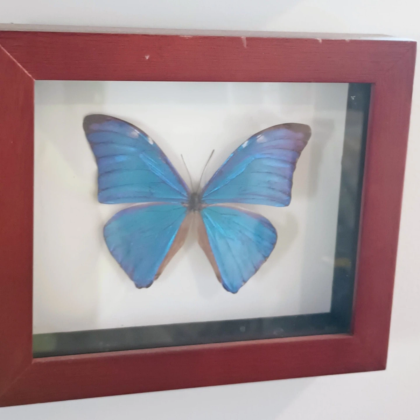 Framed Butterfly Art - photo 3