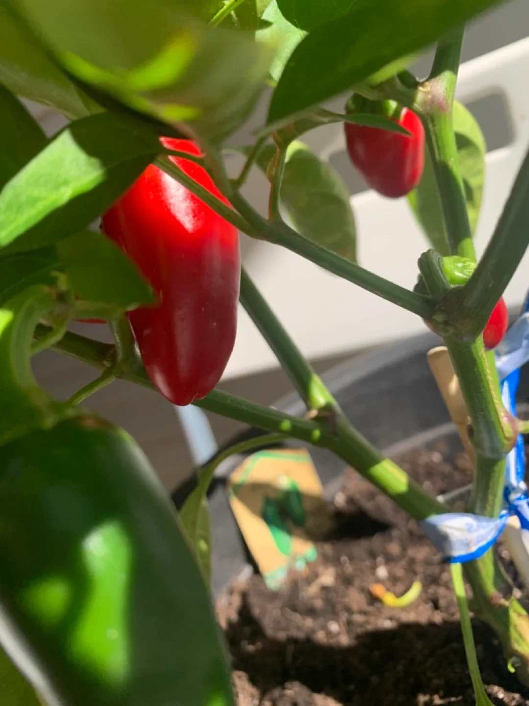 Jalapeno Pepper Plant in large pot.Ready to eat.Moving sales thumbnail