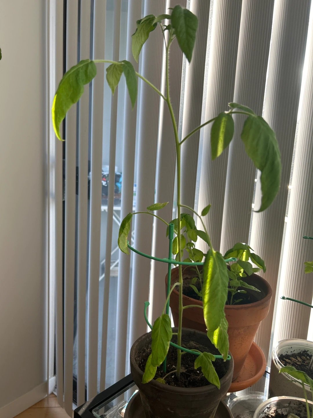 Tomatoes