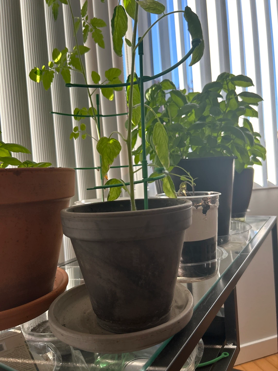 Tomatoes - photo 2