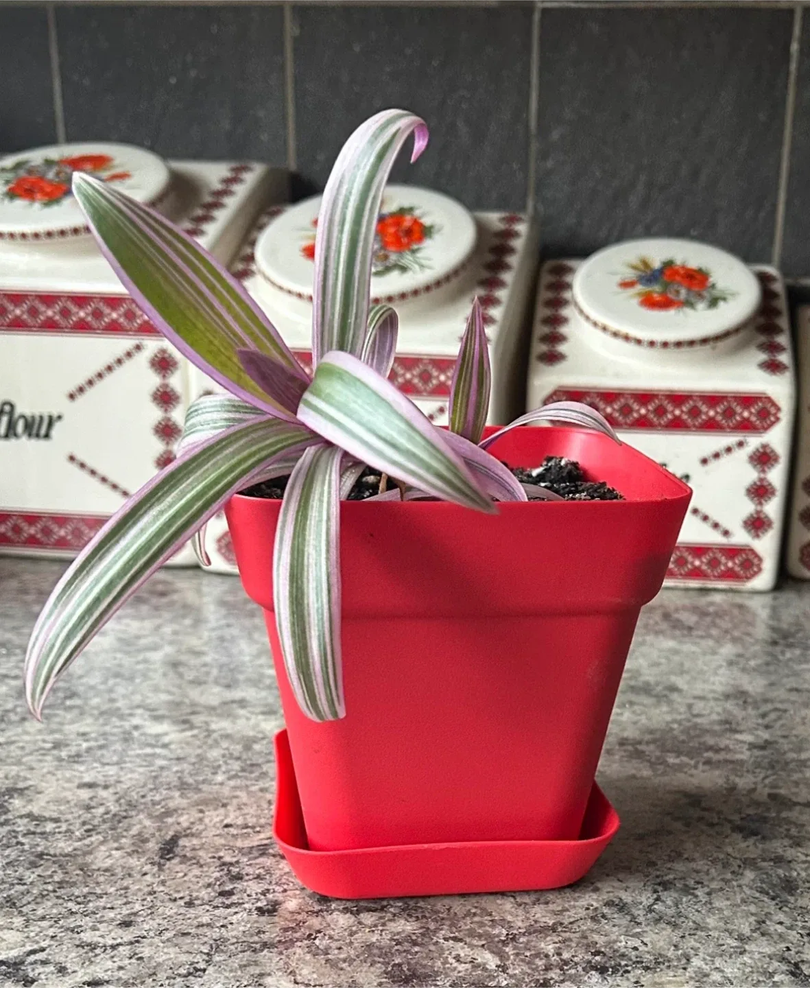 Tradescantia Plant in Red Pot thumbnail