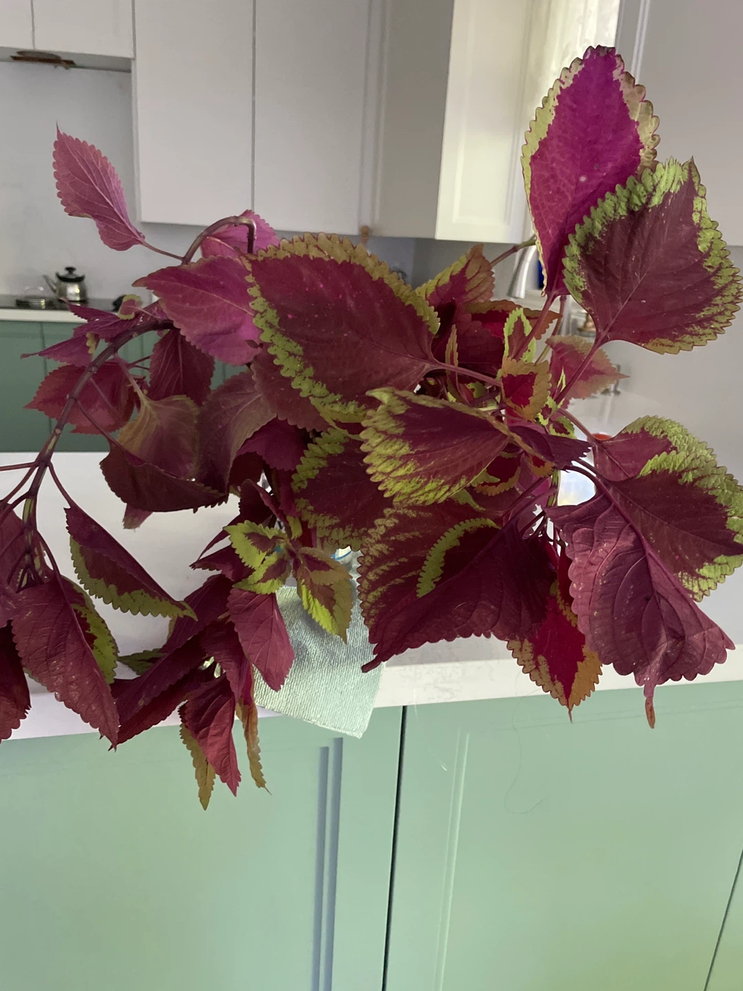 Plant in water