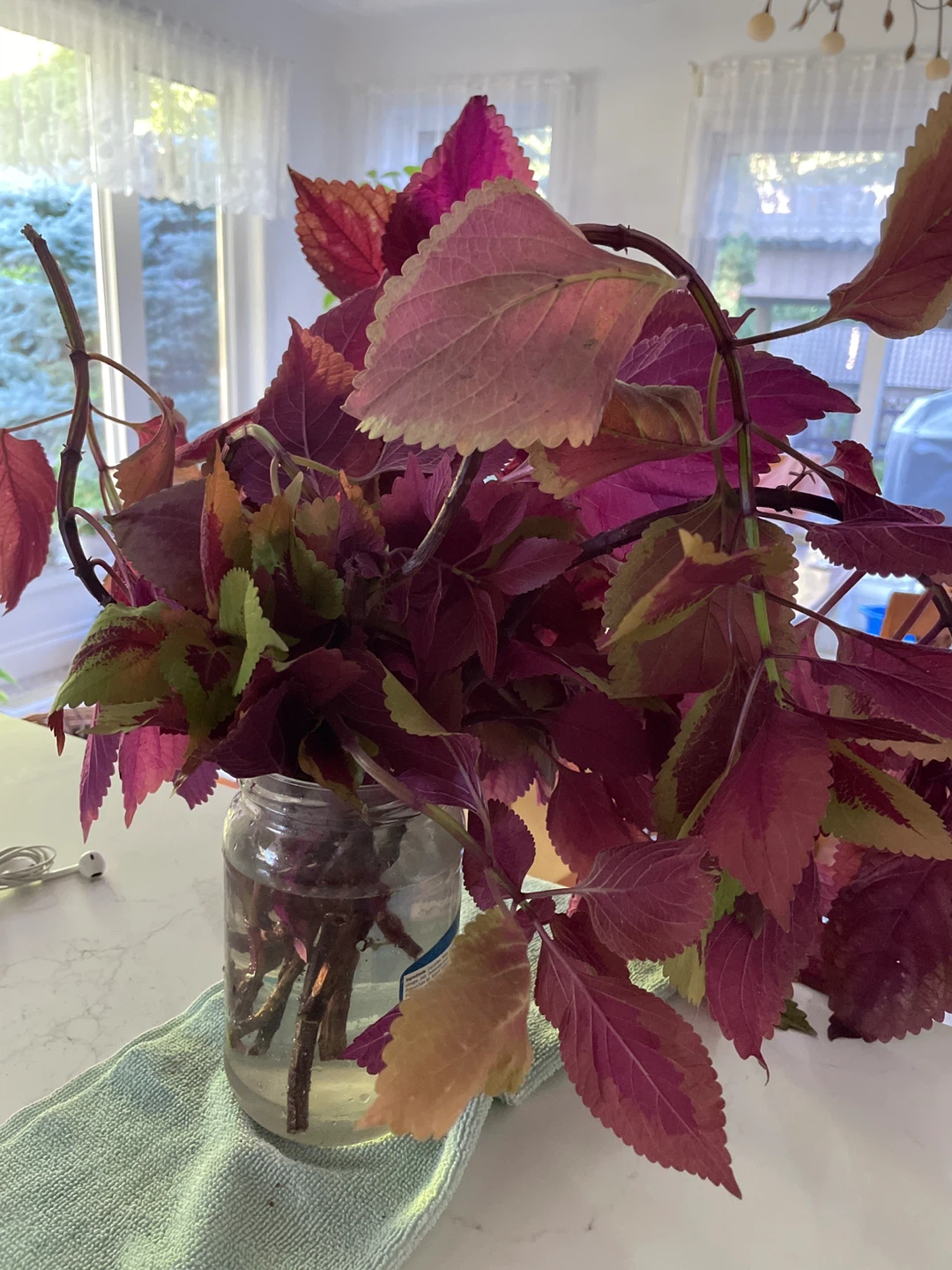 Plant in water - photo 2