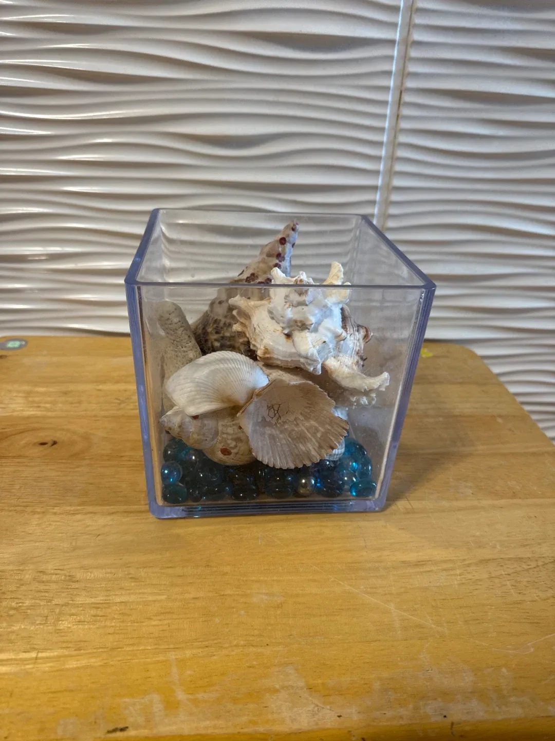 Seashells in Clear Plastic Box thumbnail