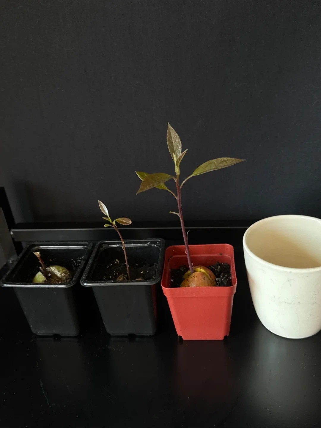 3 Avocados image indicator(2)