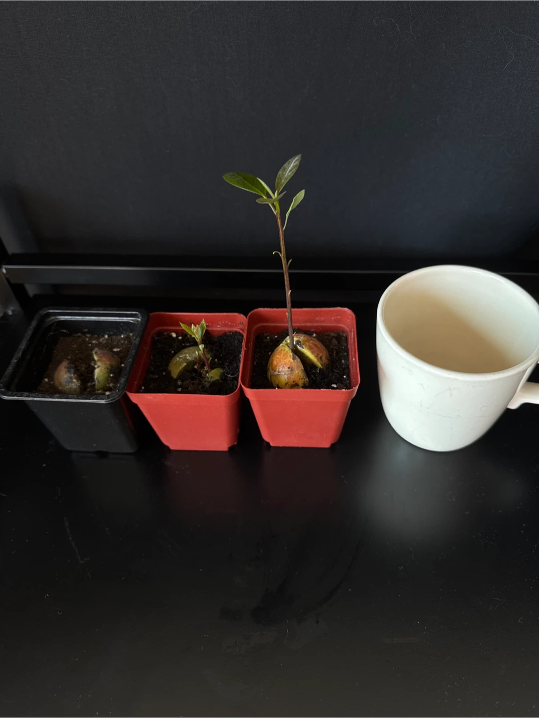 3 avocados - photo 2