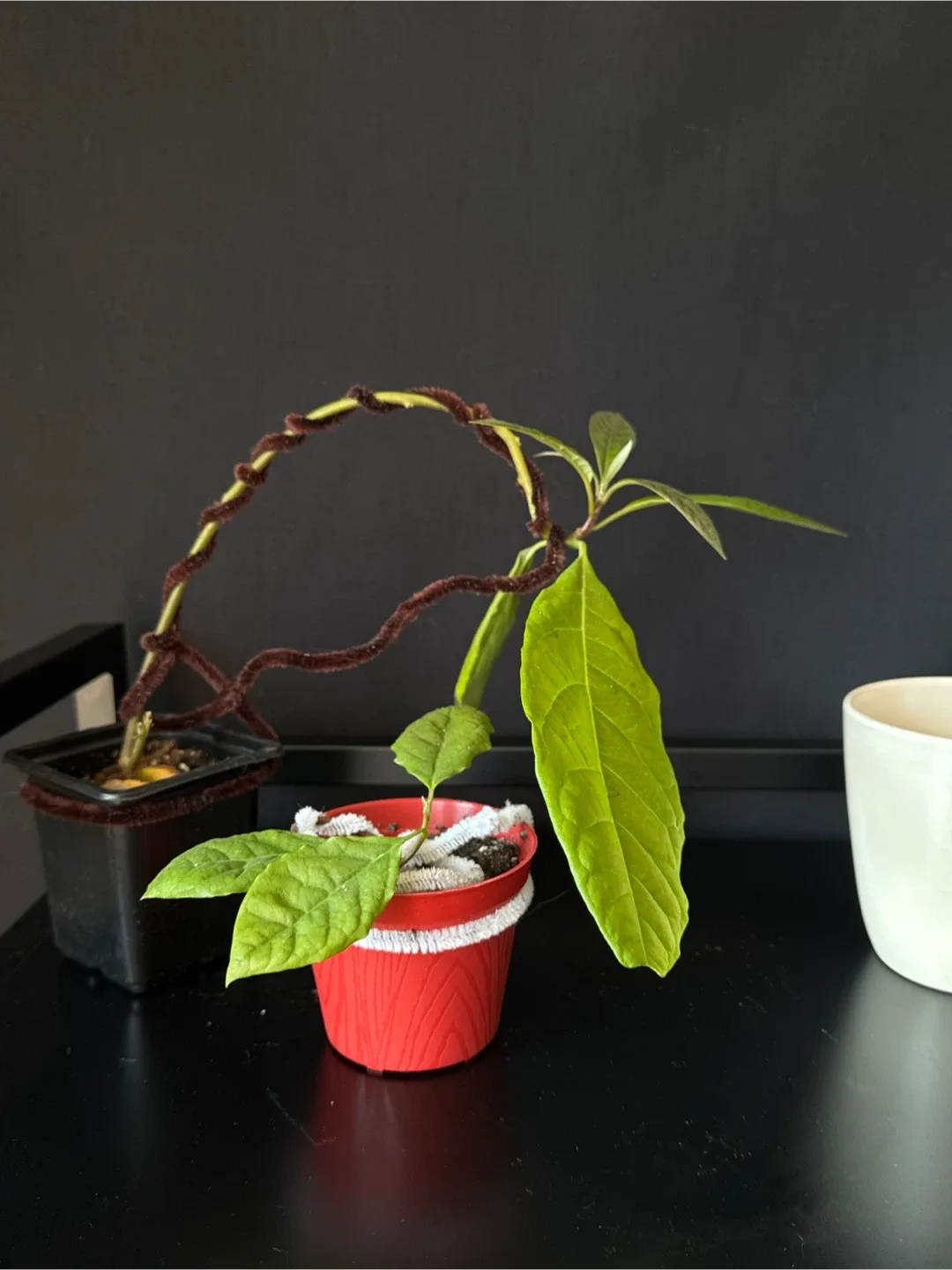 Two avocados perfect for bonsais thumbnail