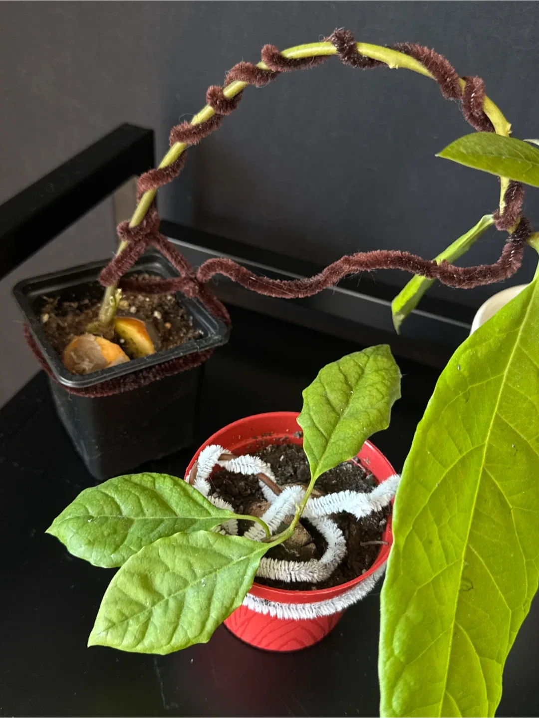 Two avocados perfect for bonsais image indicator(2)