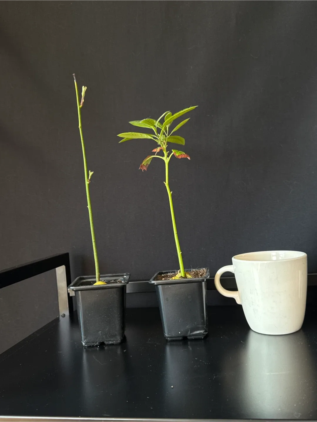 Trimmed Avocado Seedlings - Two Plants thumbnail