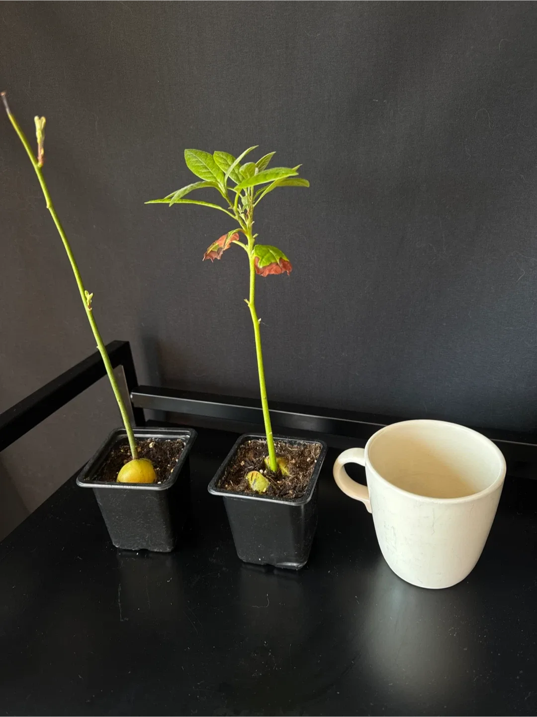 Trimmed Avocado Seedlings - Two Plants image indicator(2)