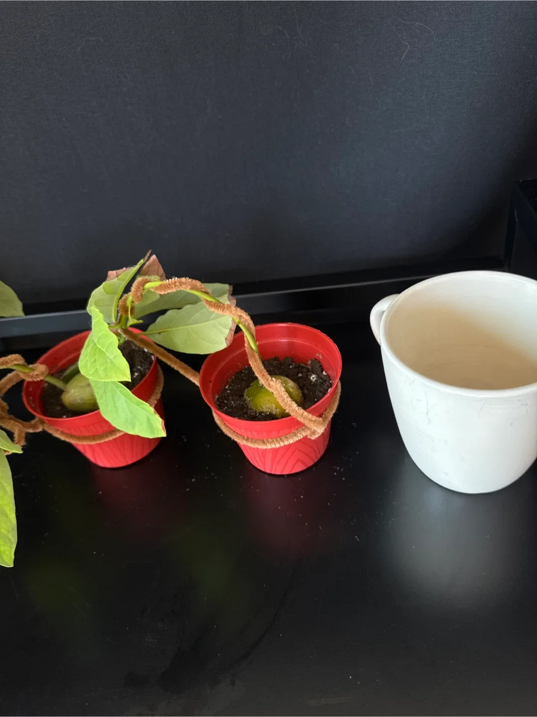 Bonsai avocado image indicator(2)