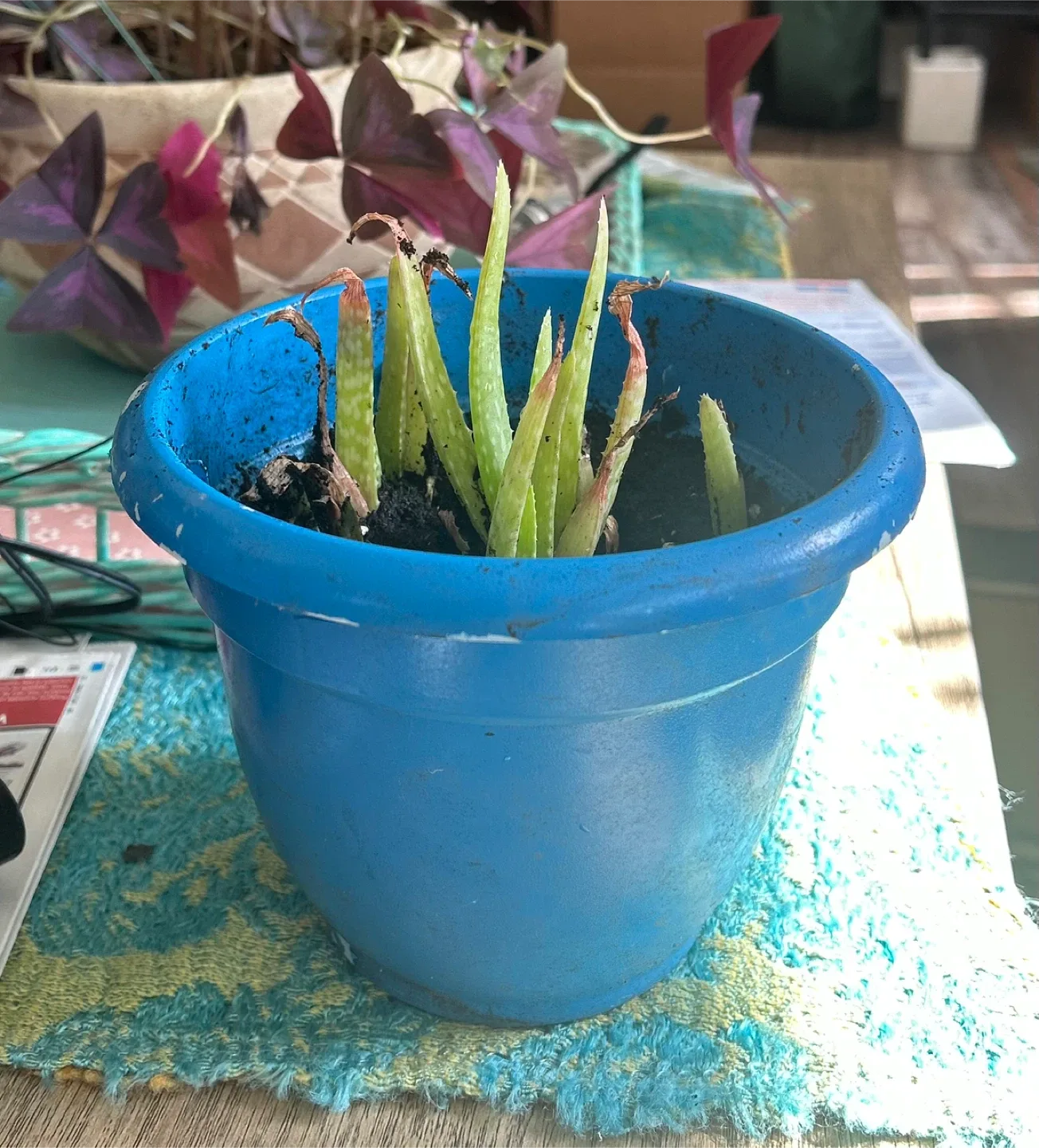 Potted Aloe Vera Plant thumbnail
