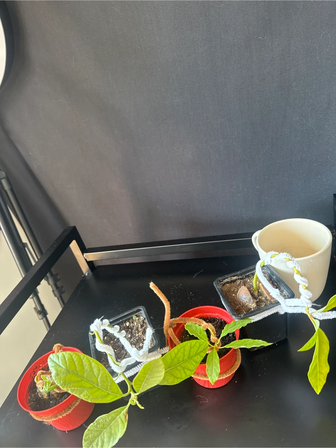 4 avocados bonsais - photo 2