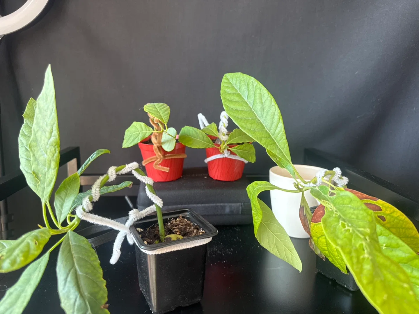 4 avocados bonsai image indicator(2)