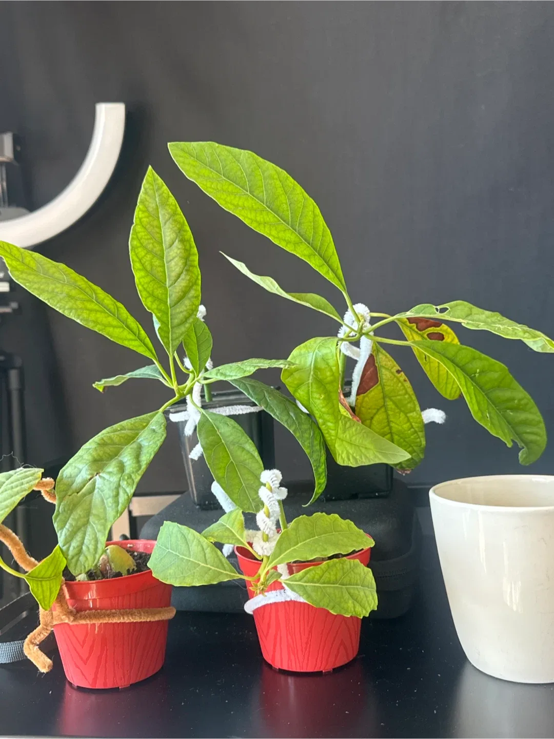 4 avocados bonsai thumbnail