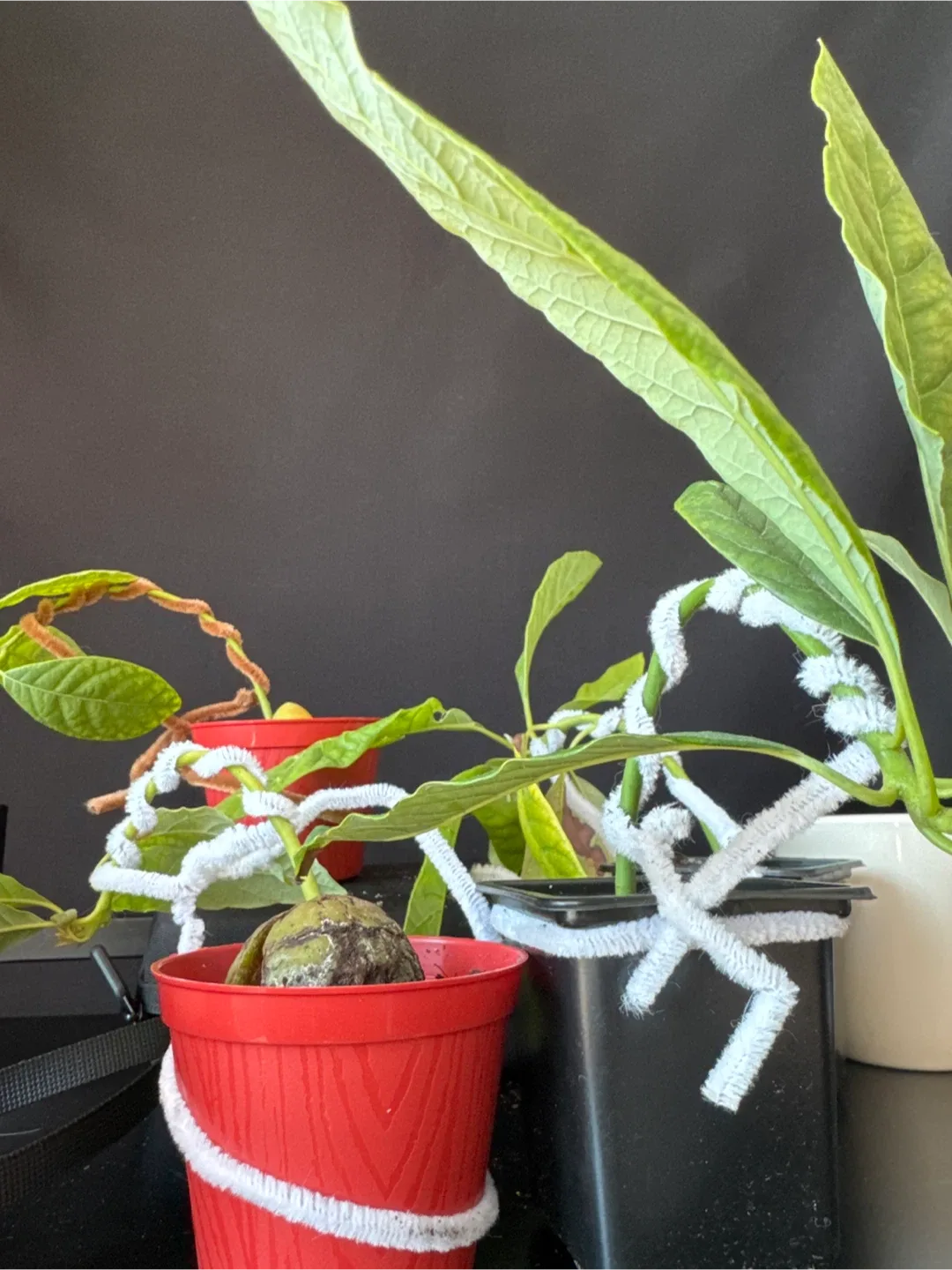 4 avocados bonsai image indicator(3)