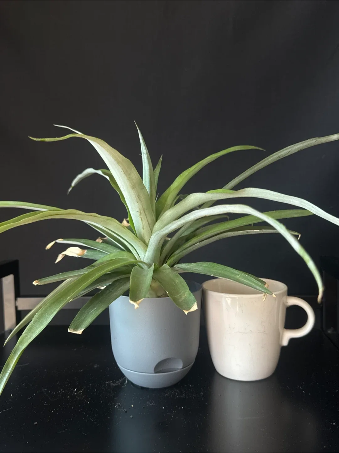 Pineapple Plant thumbnail