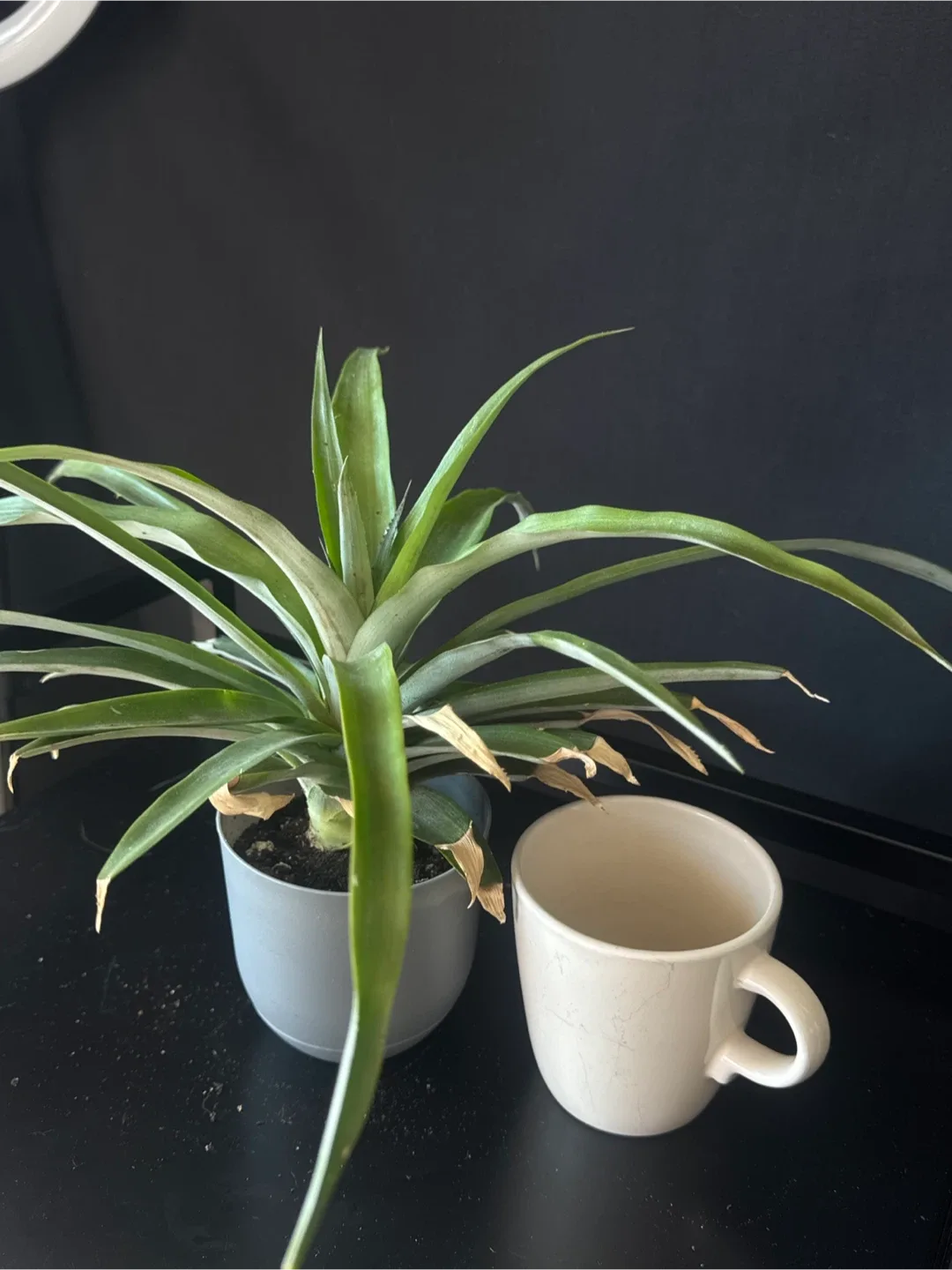 Pineapple Plant image indicator(2)