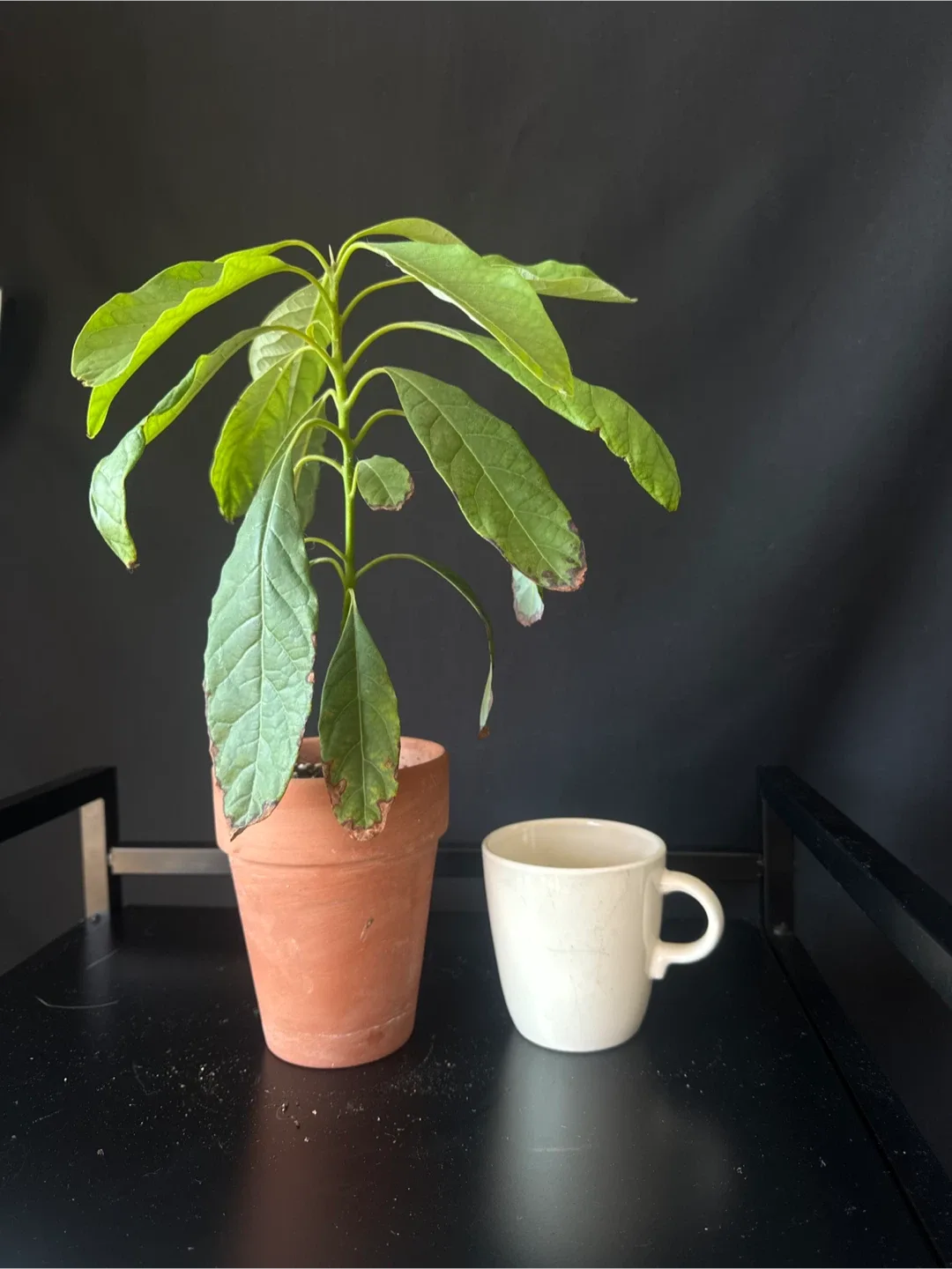 Avocado plant thumbnail