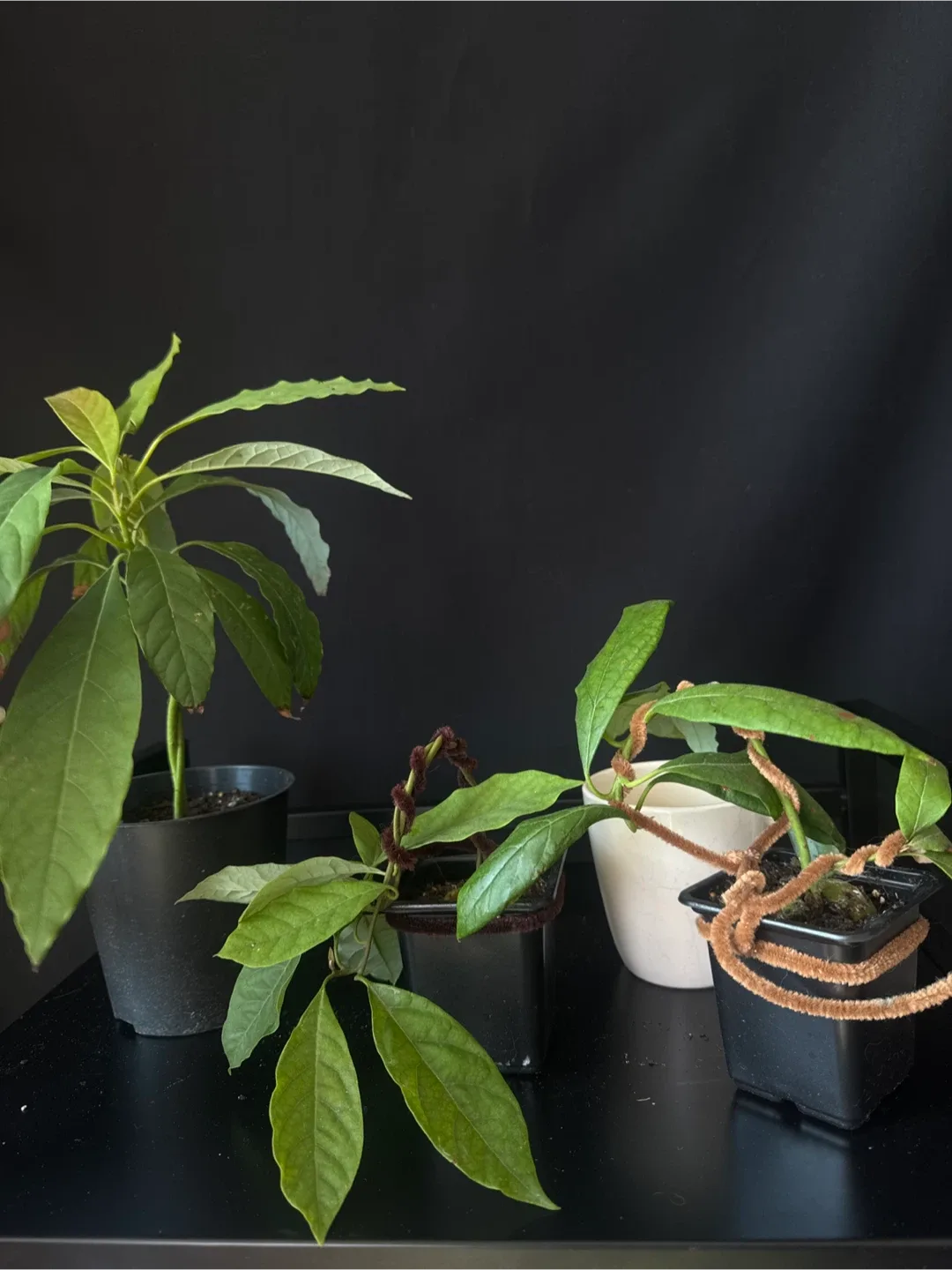 3 avocados double branches thumbnail