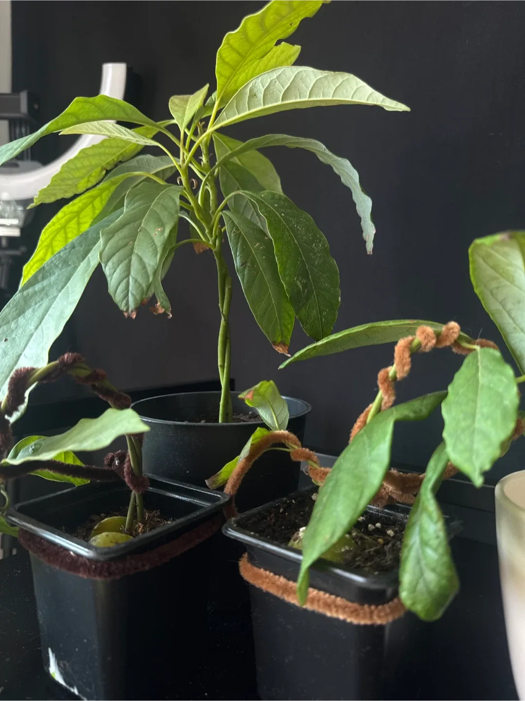 3 avocados double branches image indicator(2)