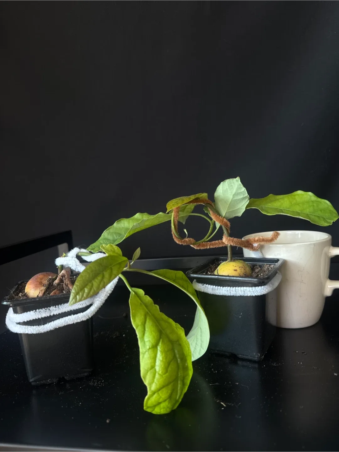 Super bonsai avocado thumbnail