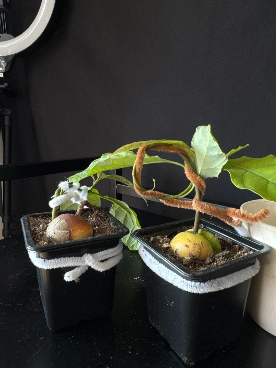 Super bonsai avocado image indicator(2)