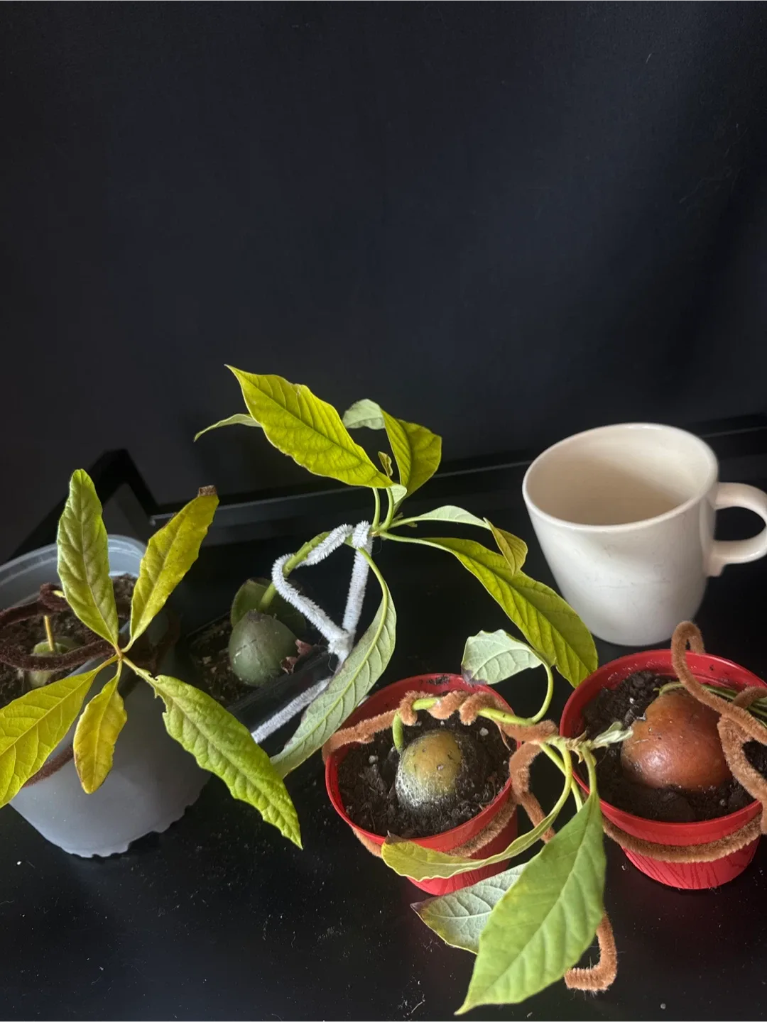 4 Avocado Seedling Plants image indicator(2)