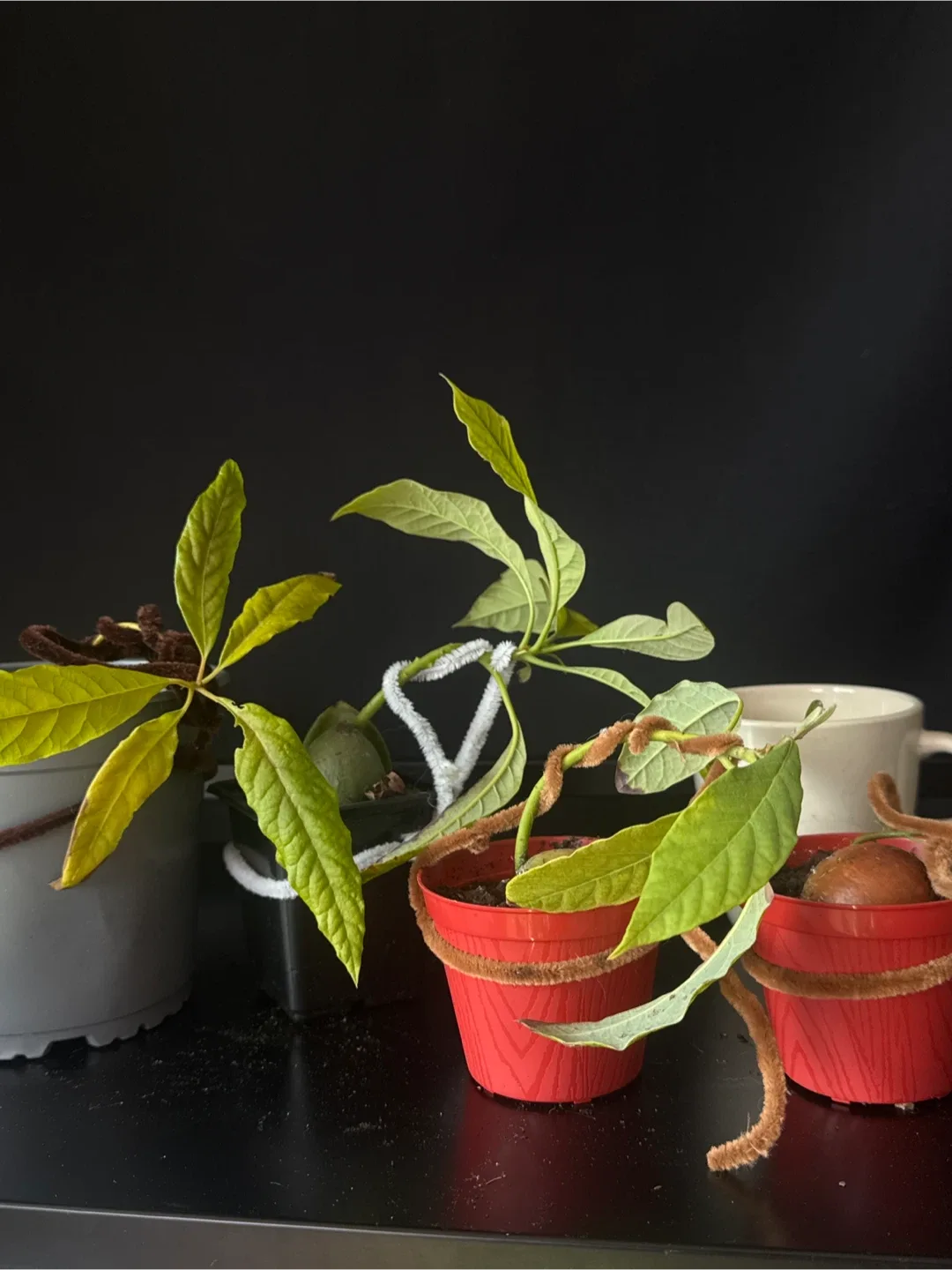 4 Avocado Seedling Plants thumbnail