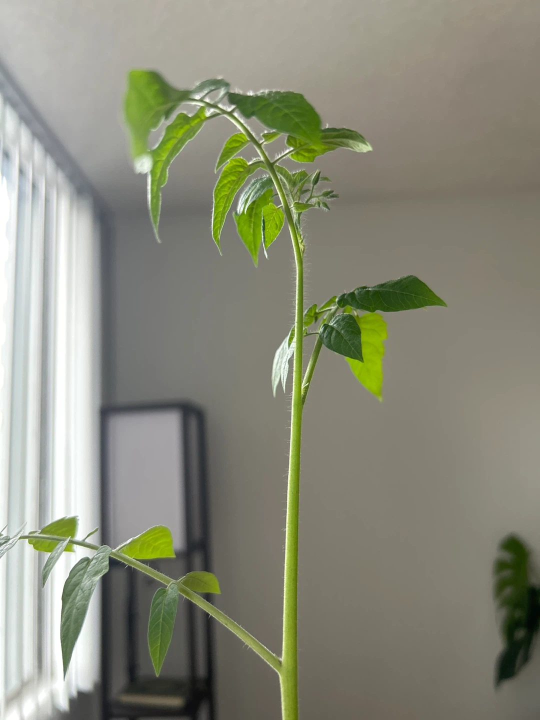 Flowering cherry tomatoes - photo 2