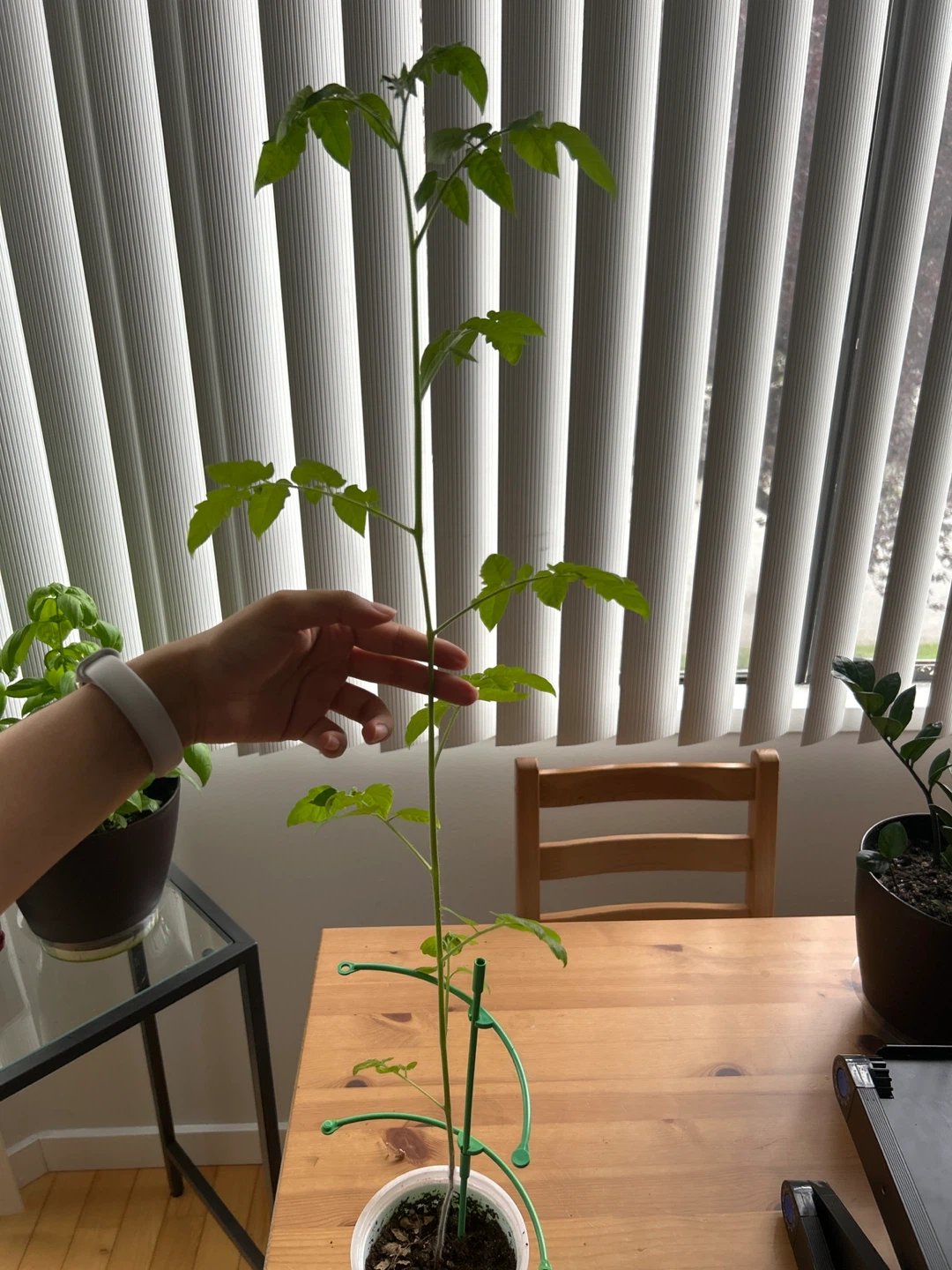 Flowering cherry tomatoes