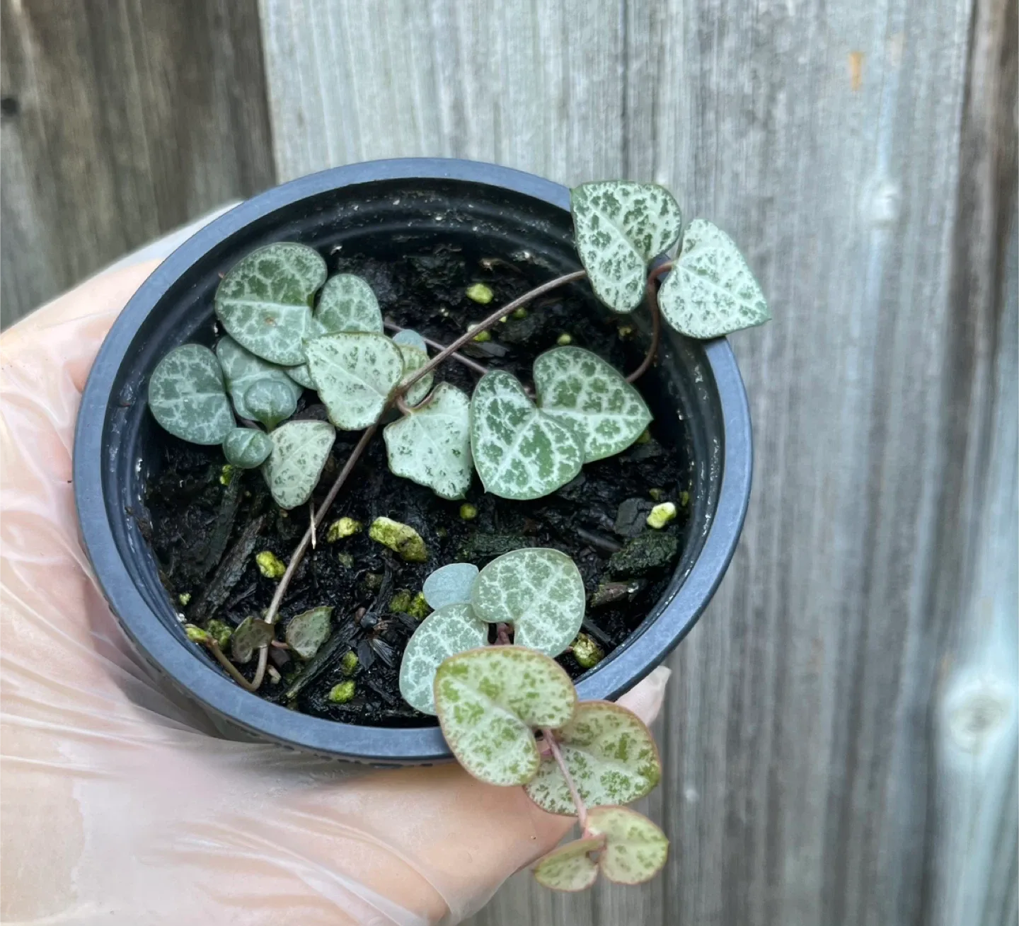 String of Hearts Plant in 3” pot thumbnail