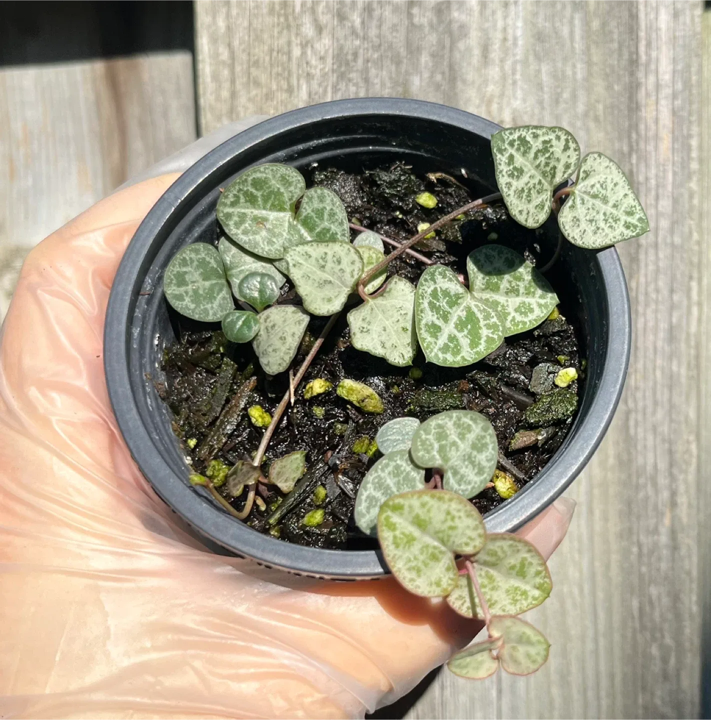 String of Hearts Plant in 3” pot image indicator(2)