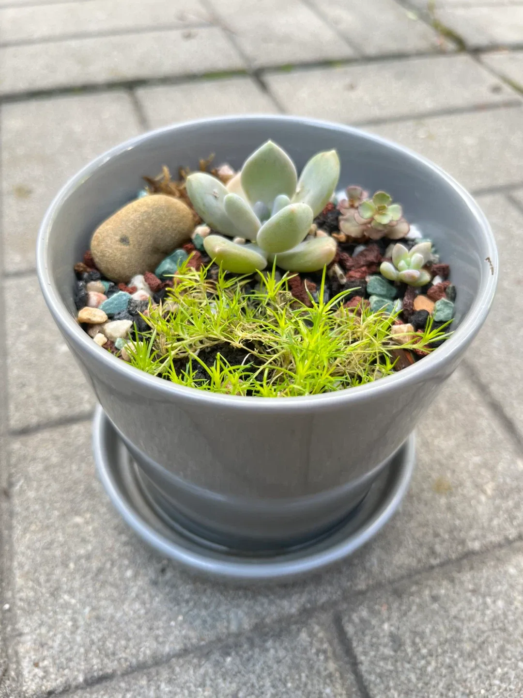 Succulent Arrangement in Grey Ceramic Pot thumbnail