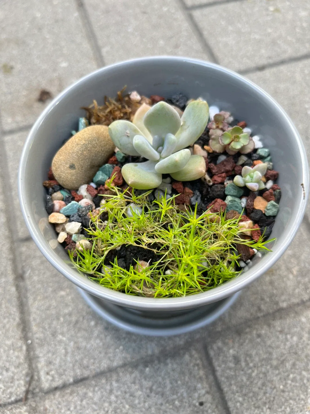 Succulent Arrangement in Grey Ceramic Pot image indicator(3)