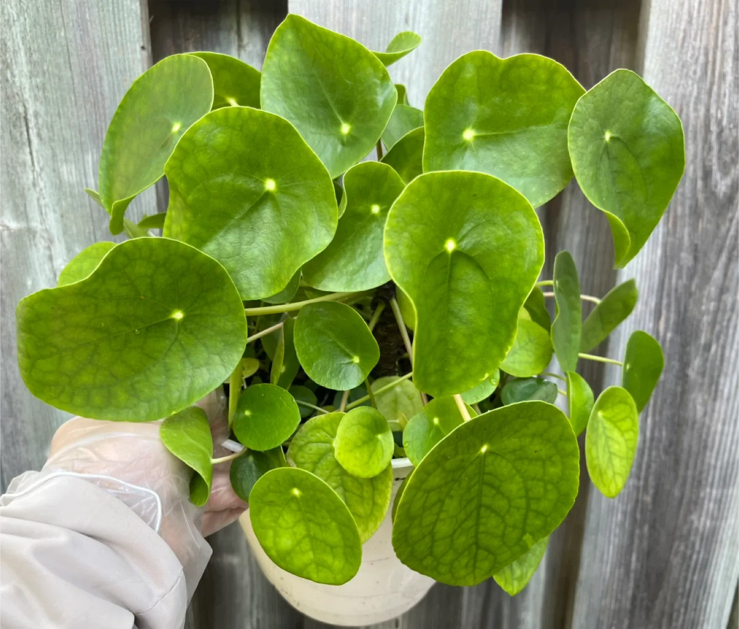 Pilea peperomioides (Chinese Money Plant) image indicator(2)