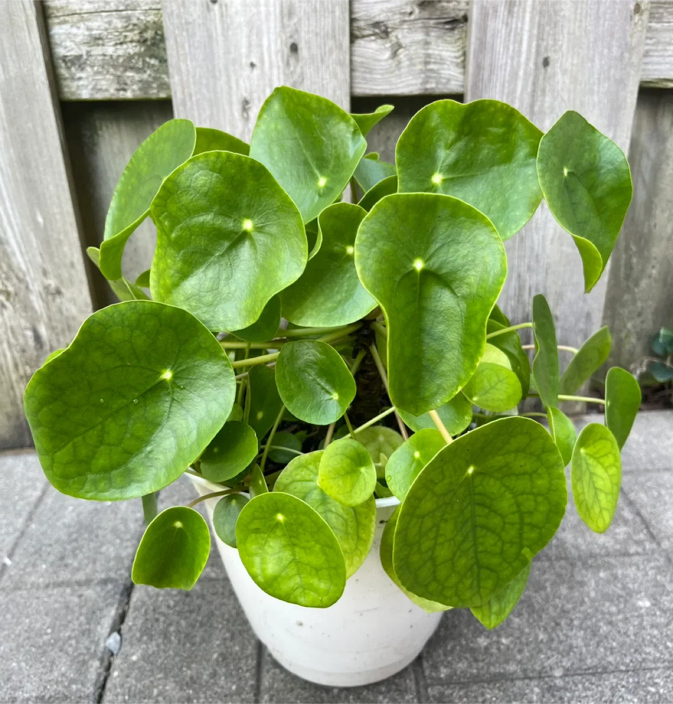 Pilea peperomioides (Chinese Money Plant) thumbnail