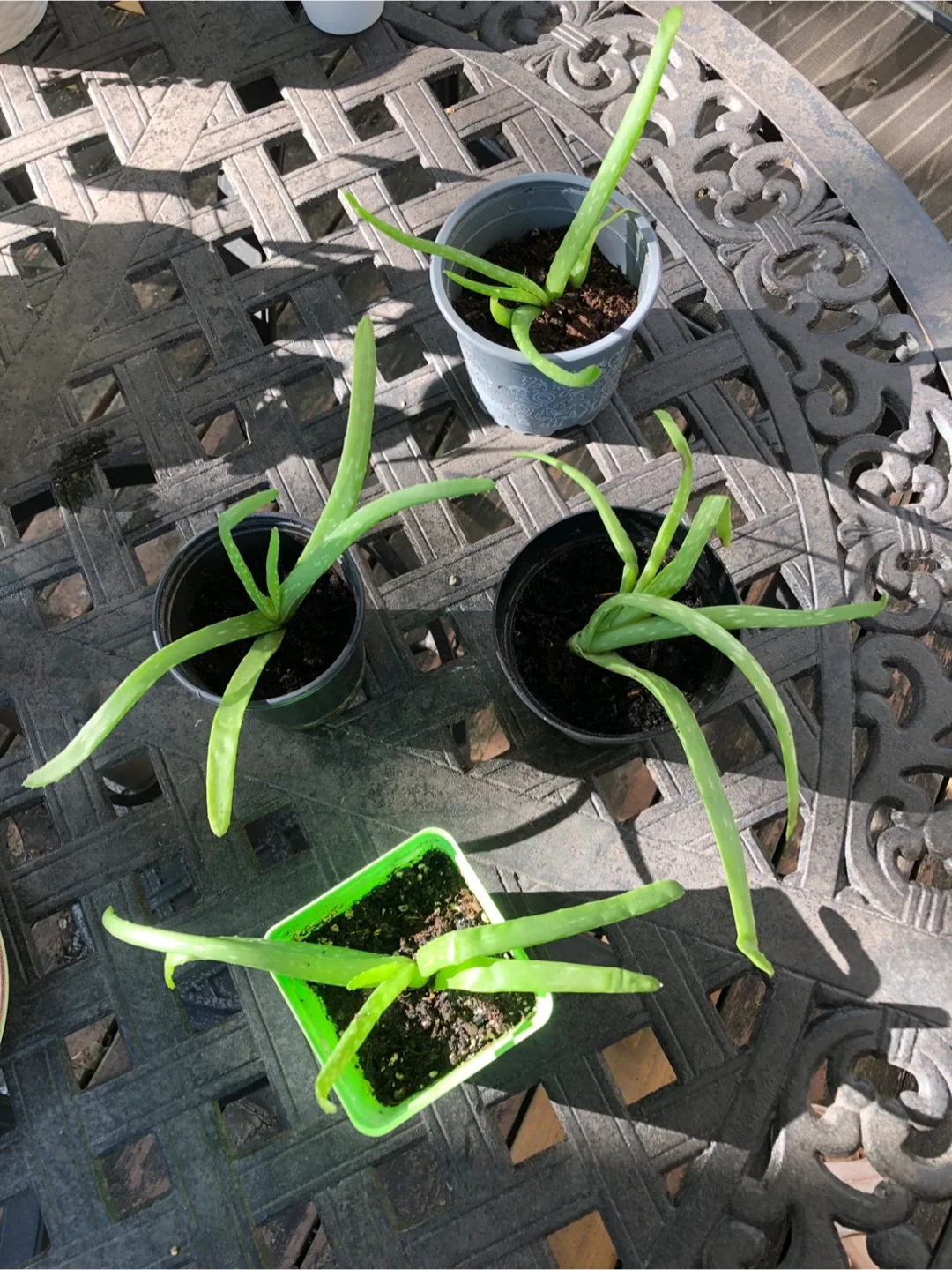 Aloe Vera Plants image indicator(3)