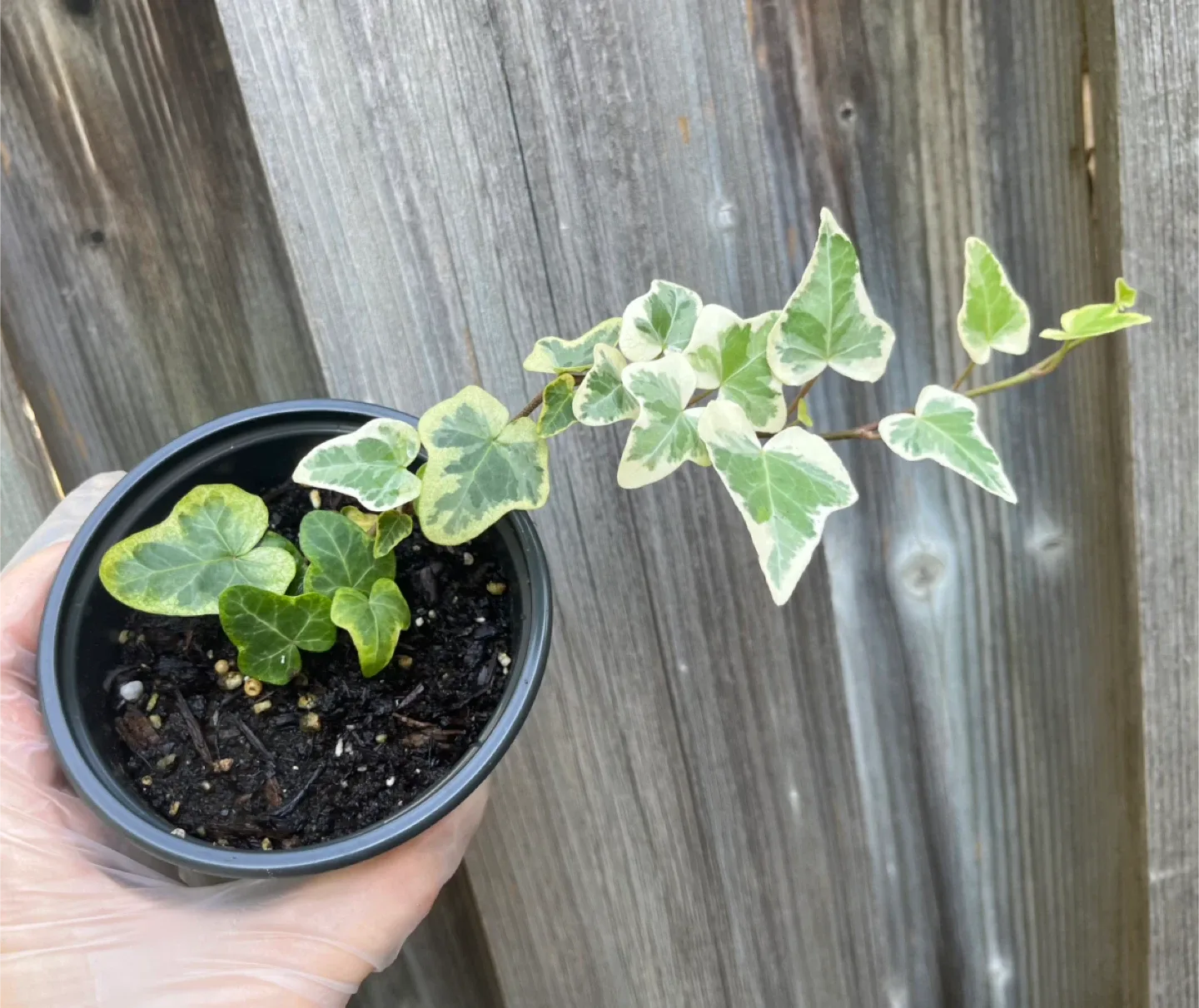 Variegated English Ivy Plant $5 each image indicator(2)