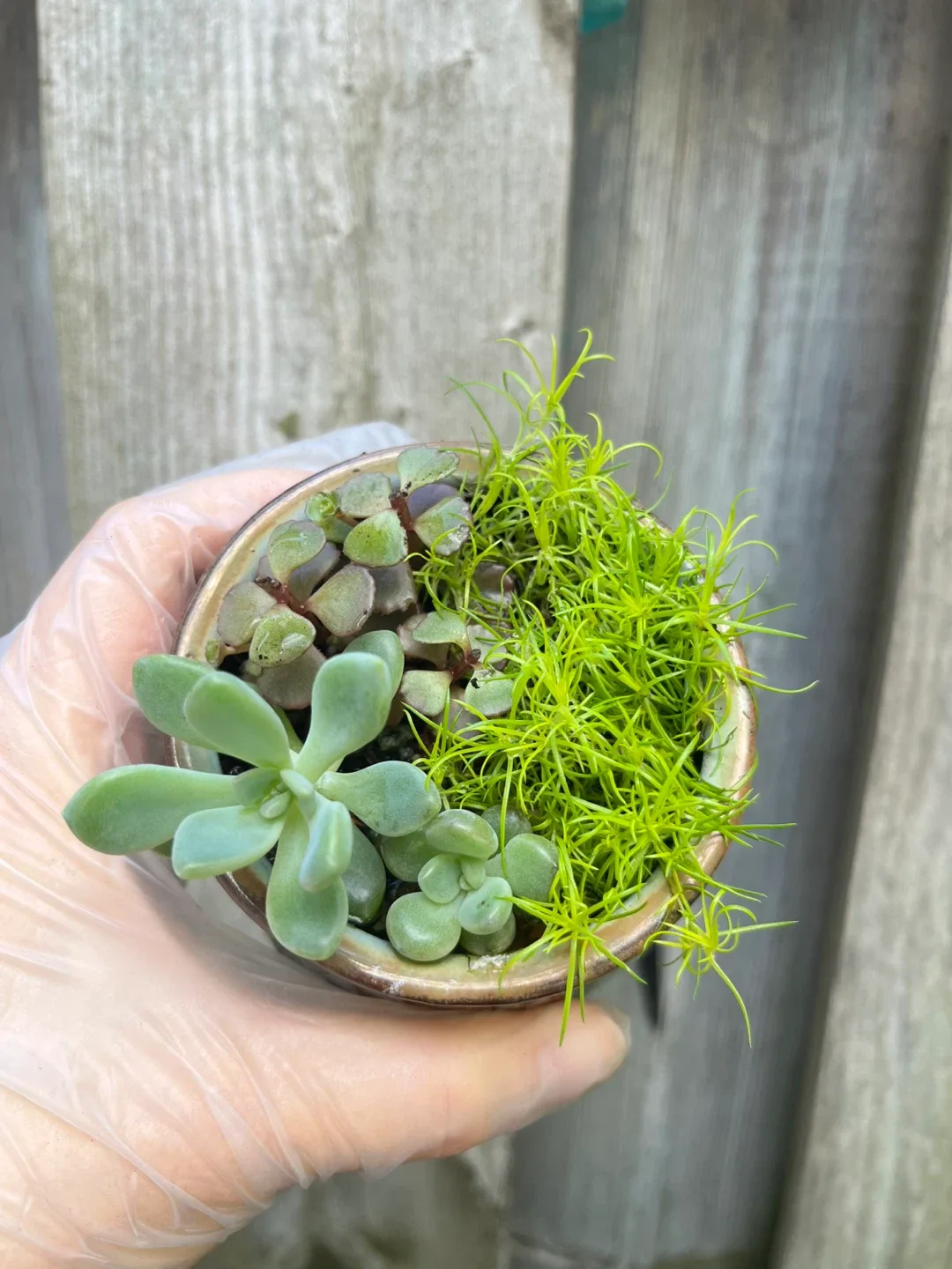 Succulent planter image indicator(2)