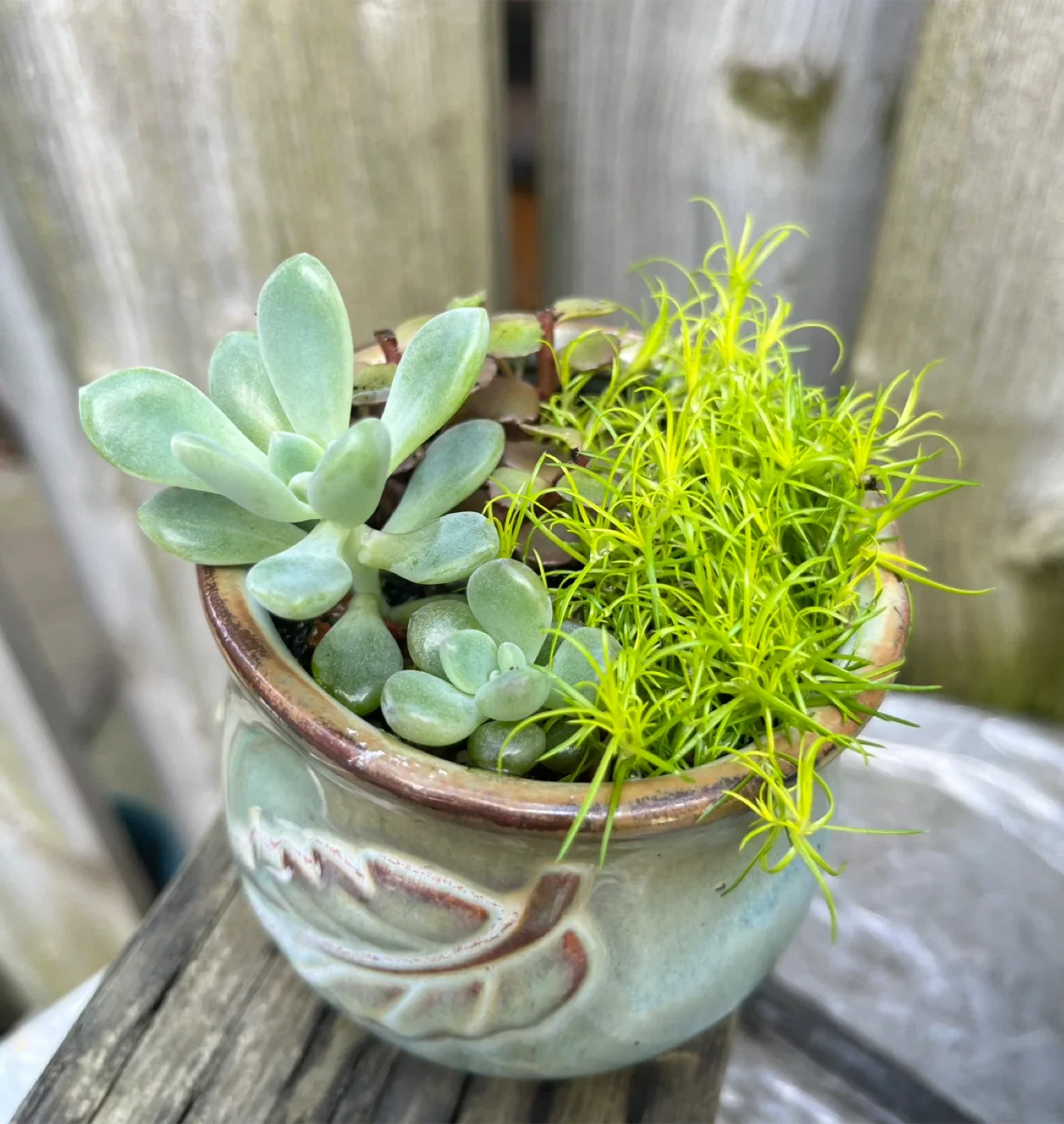 Succulent planter thumbnail