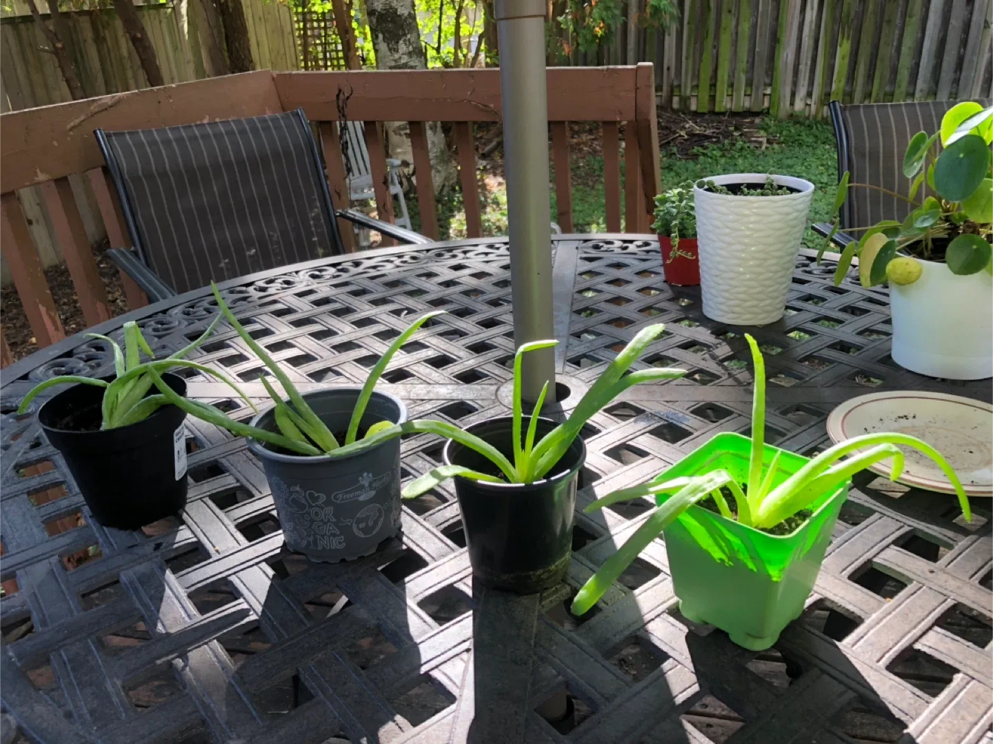 Aloe Vera Plants image indicator(2)